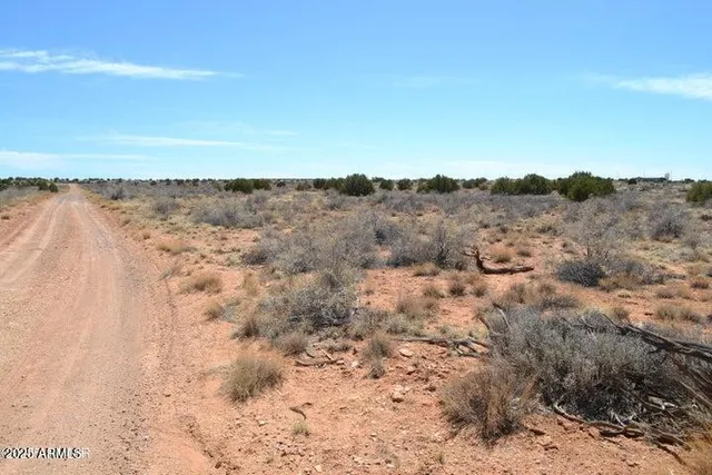 a view of a dry space with lots of trees