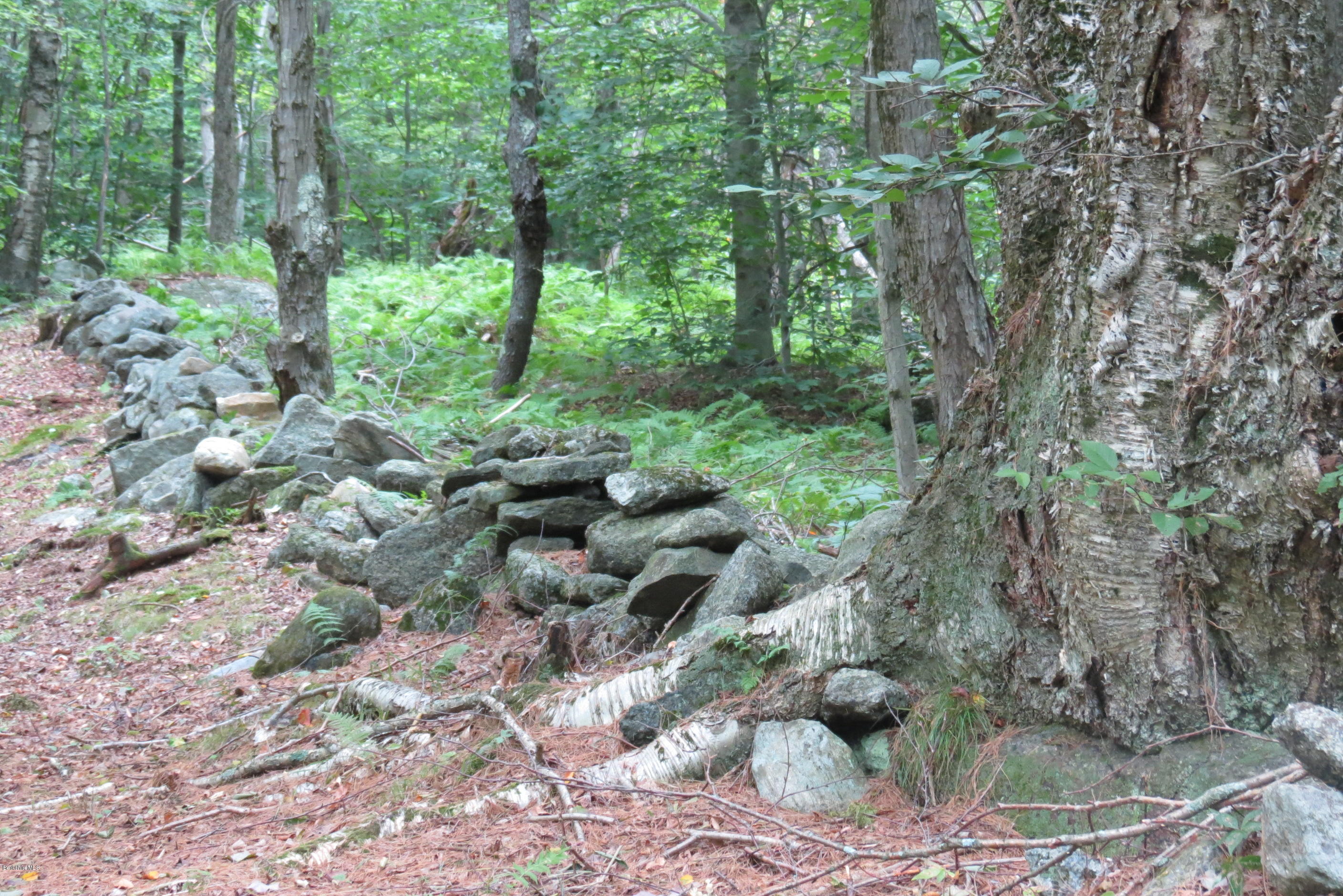 1818-2 County Road Stamford, VT 05352 - Photo 12 of 59 a view of a forest filled with trees