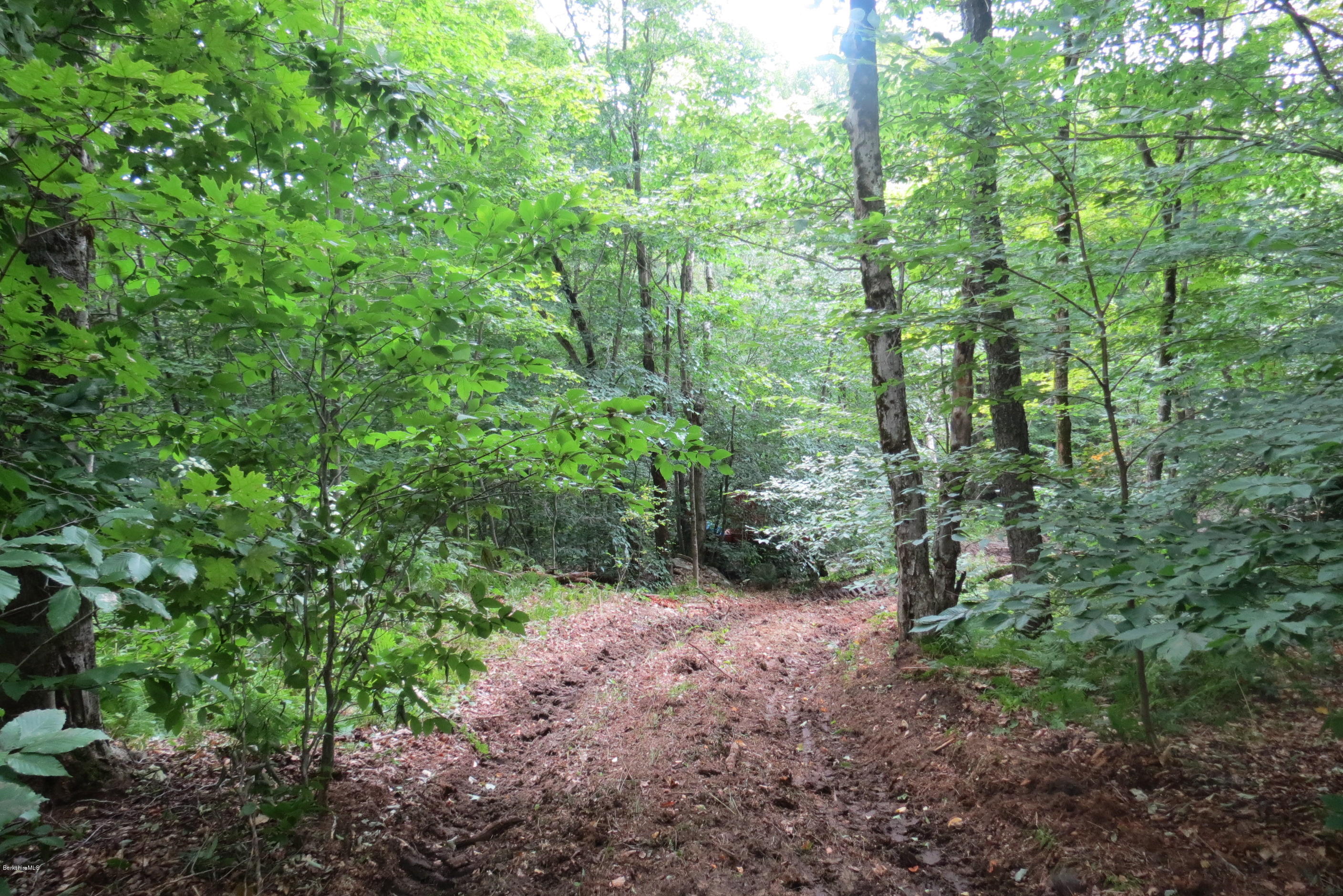 1818-2 County Road Stamford, VT 05352 - Photo 18 of 59 a view of a forest that has large trees