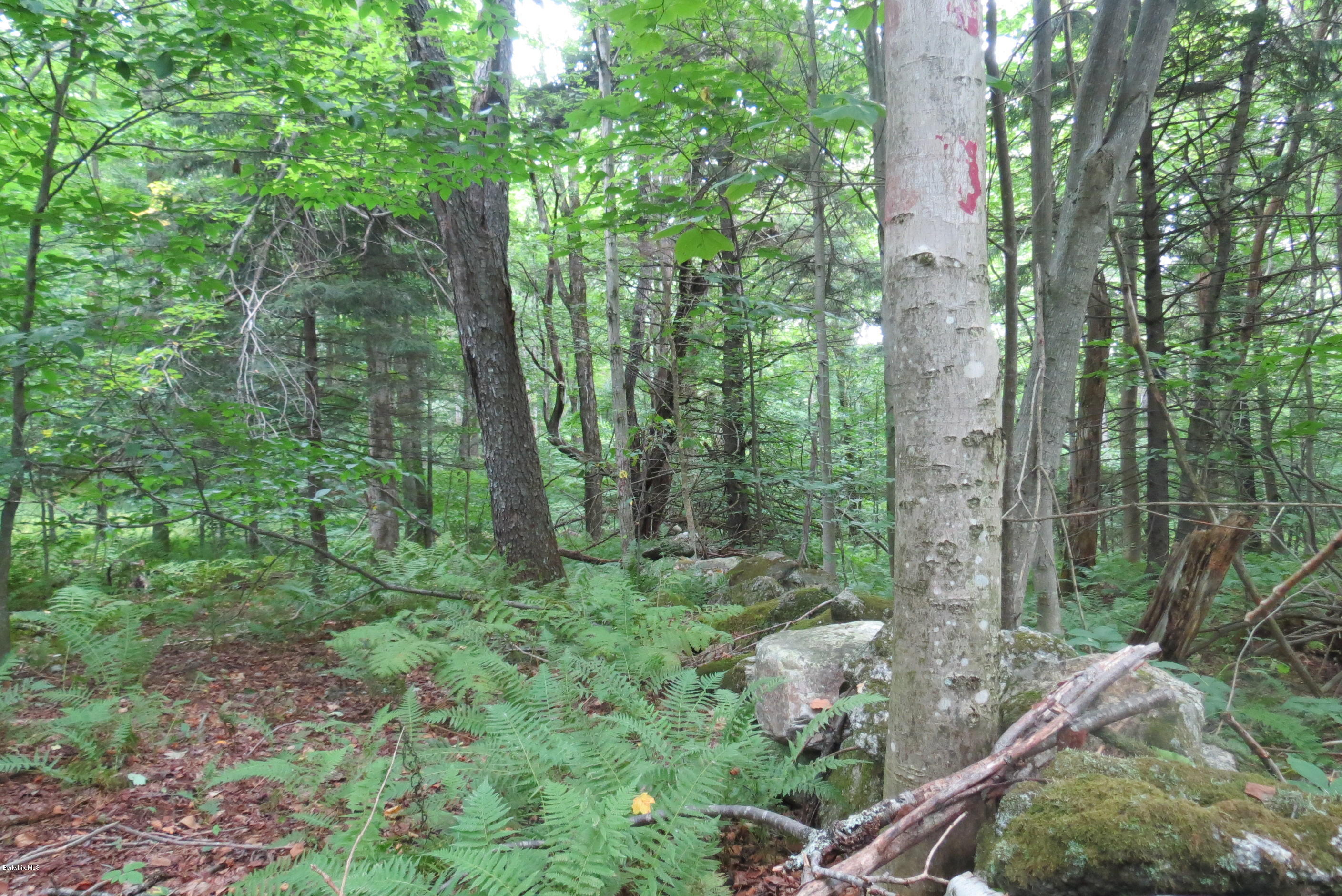1818-2 County Road Stamford, VT 05352 - Photo 21 of 59 a view of a forest with trees