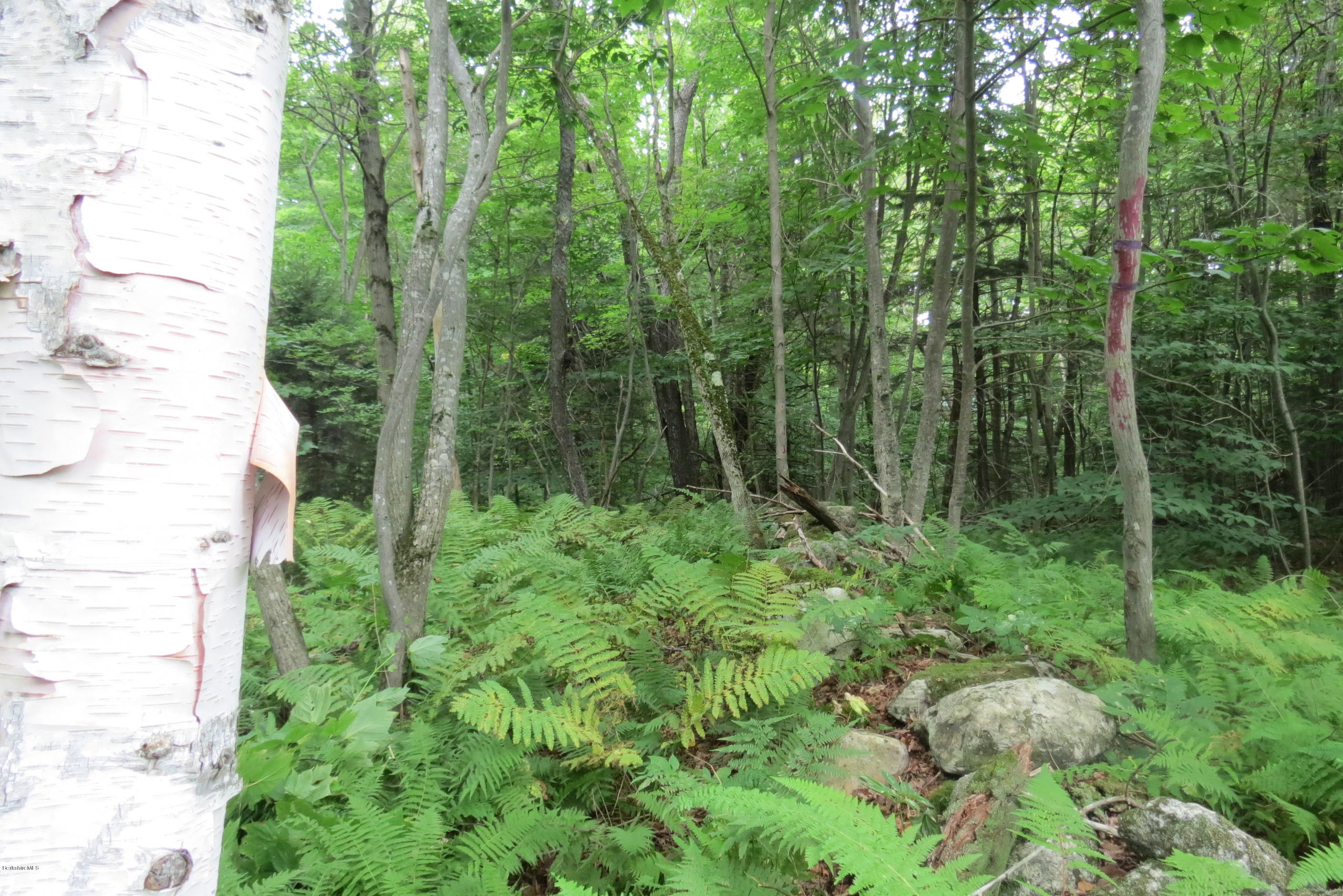 1818-2 County Road Stamford, VT 05352 - Photo 22 of 59 a view of a forest with trees