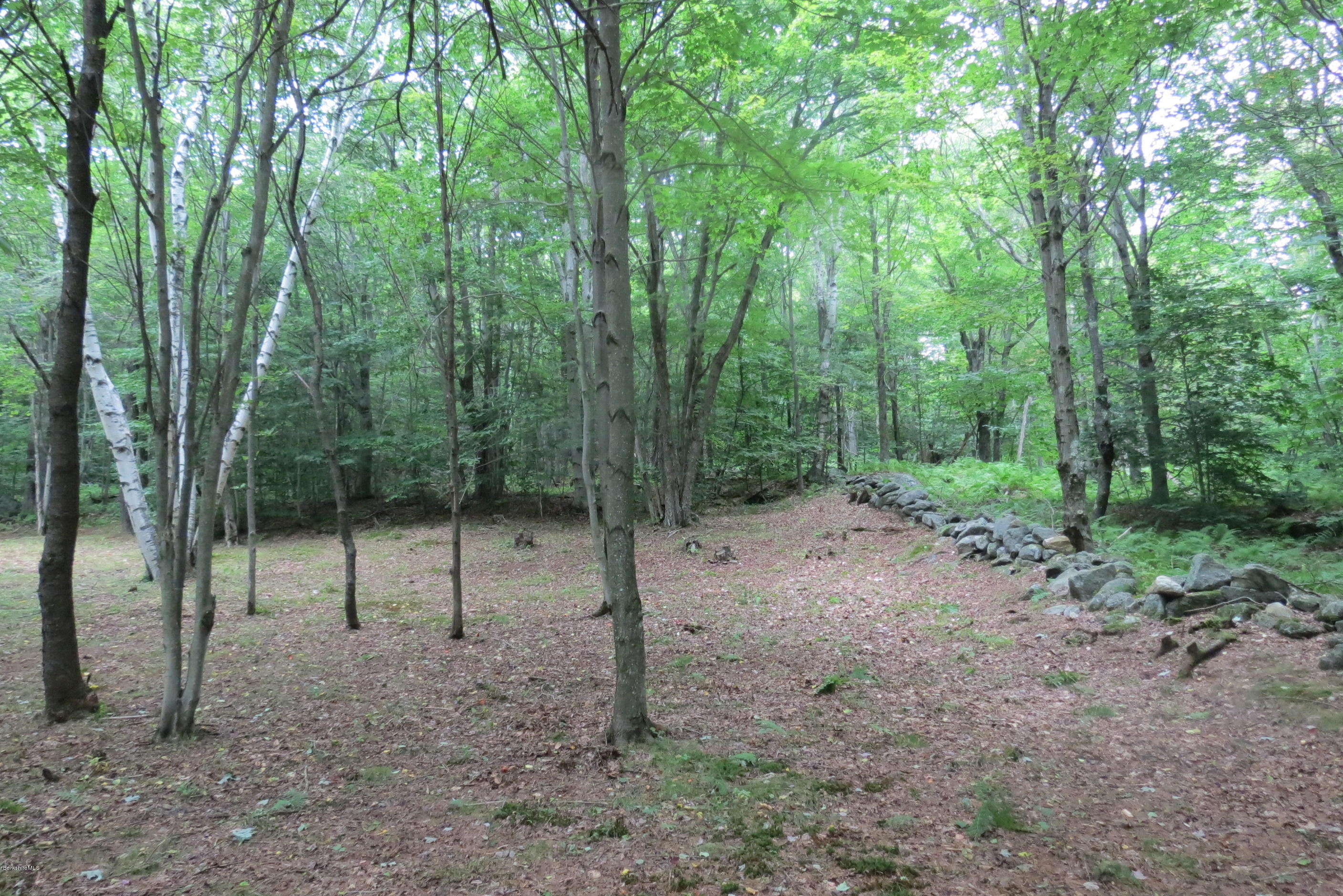 1818-2 County Road Stamford, VT 05352 - Photo 24 of 59 a view of a forest that has large trees