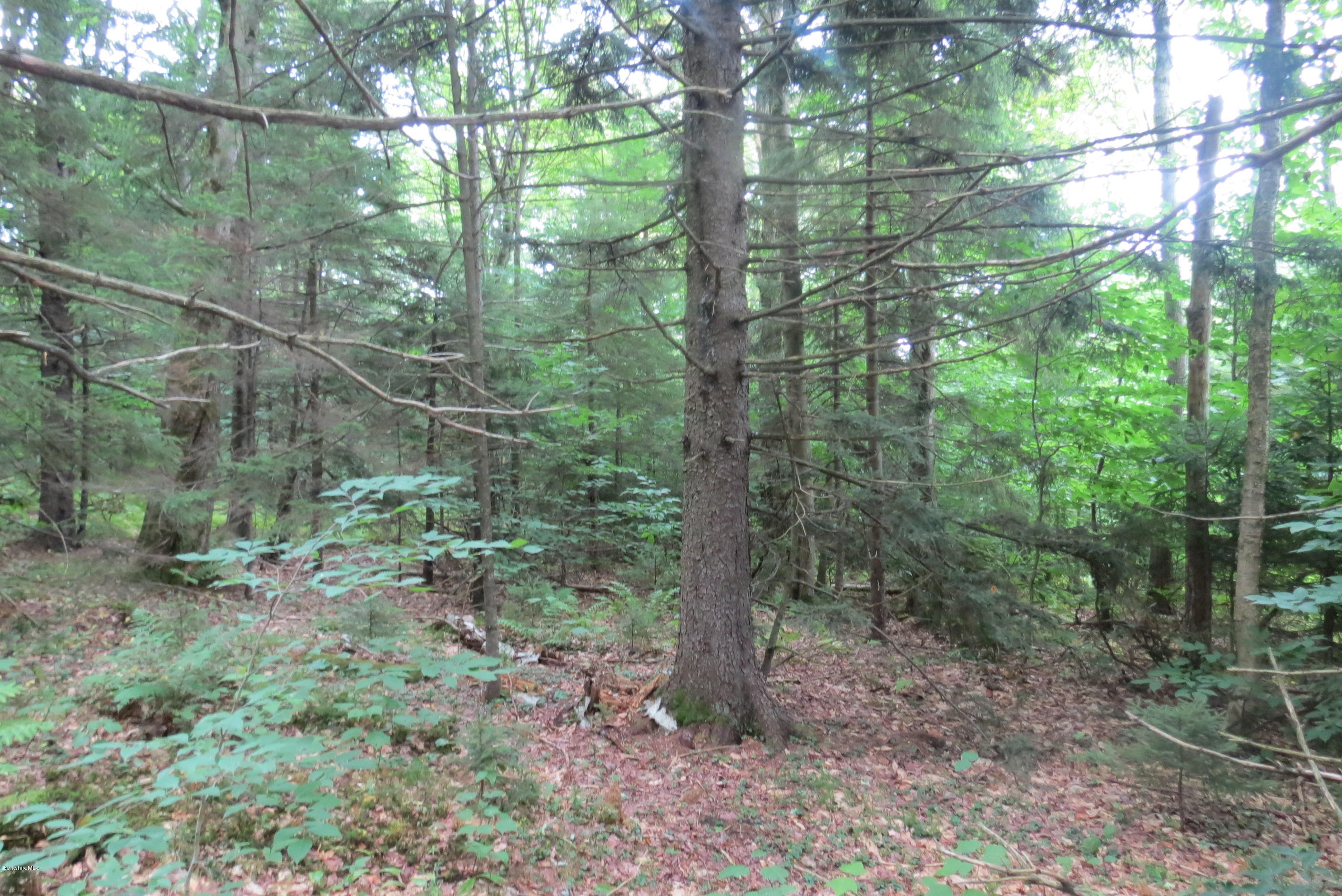 1818-2 County Road Stamford, VT 05352 - Photo 37 of 59 a view of a forest with trees