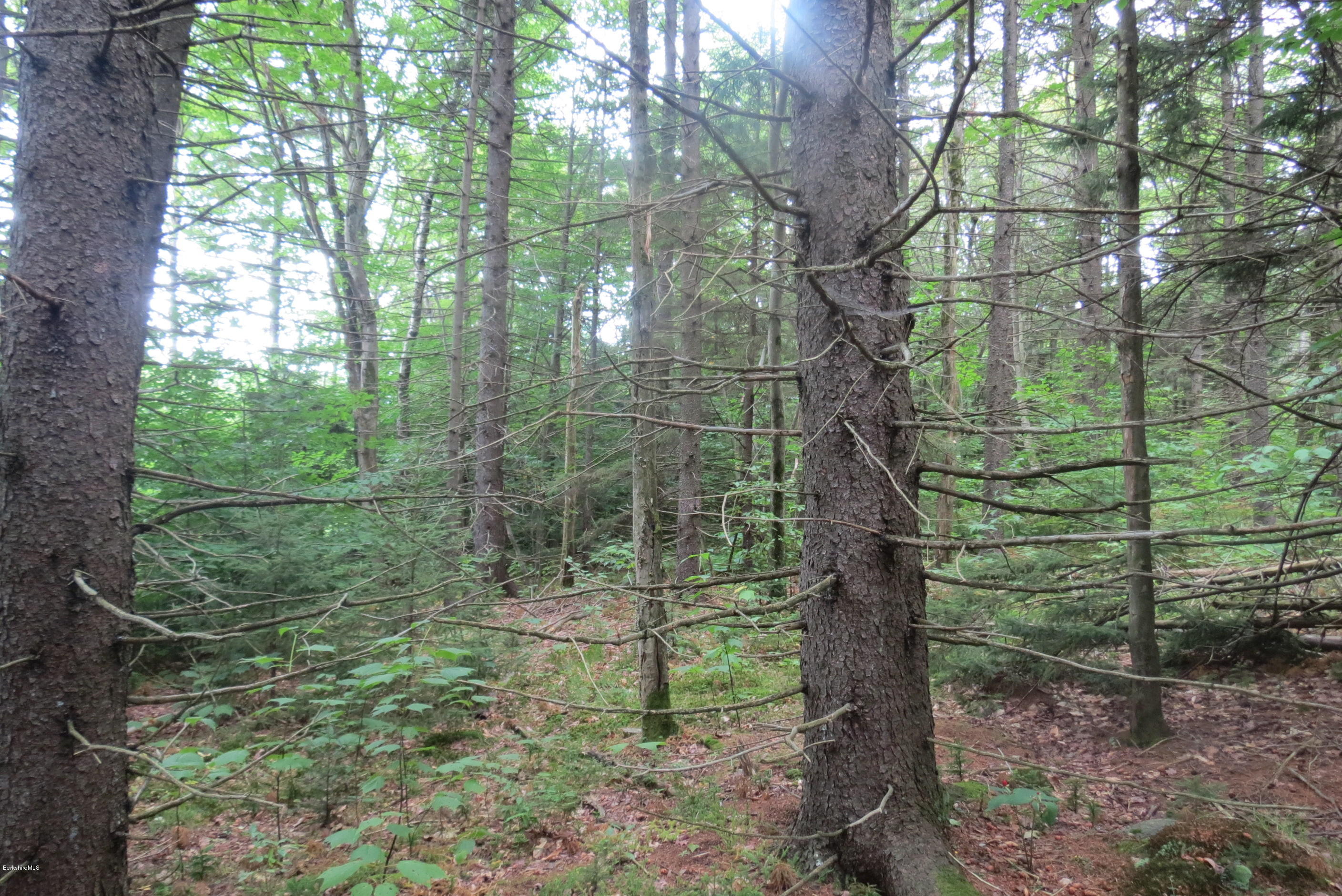 1818-2 County Road Stamford, VT 05352 - Photo 38 of 59 a view of a forest with a tree