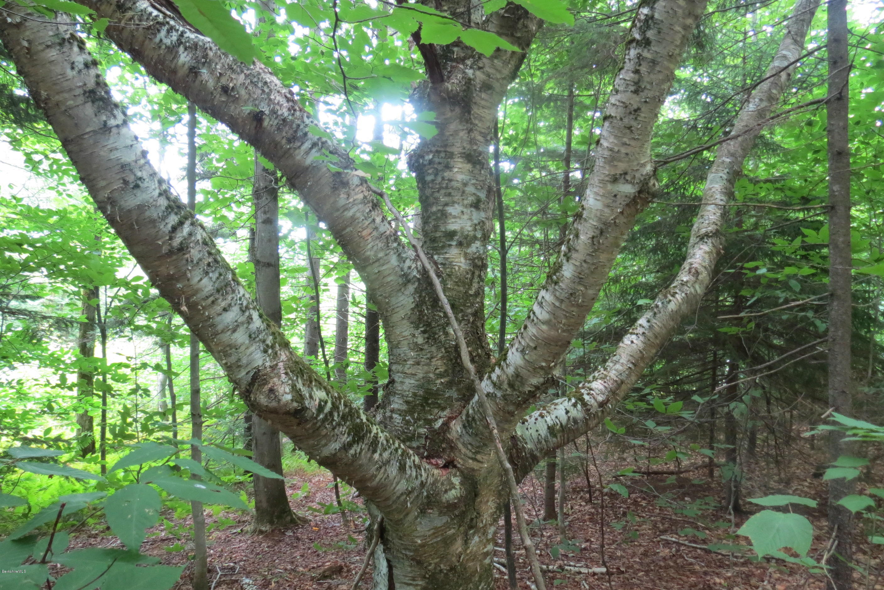 1818-2 County Road Stamford, VT 05352 - Photo 39 of 59 Gorgeous Yellow Birch Trees