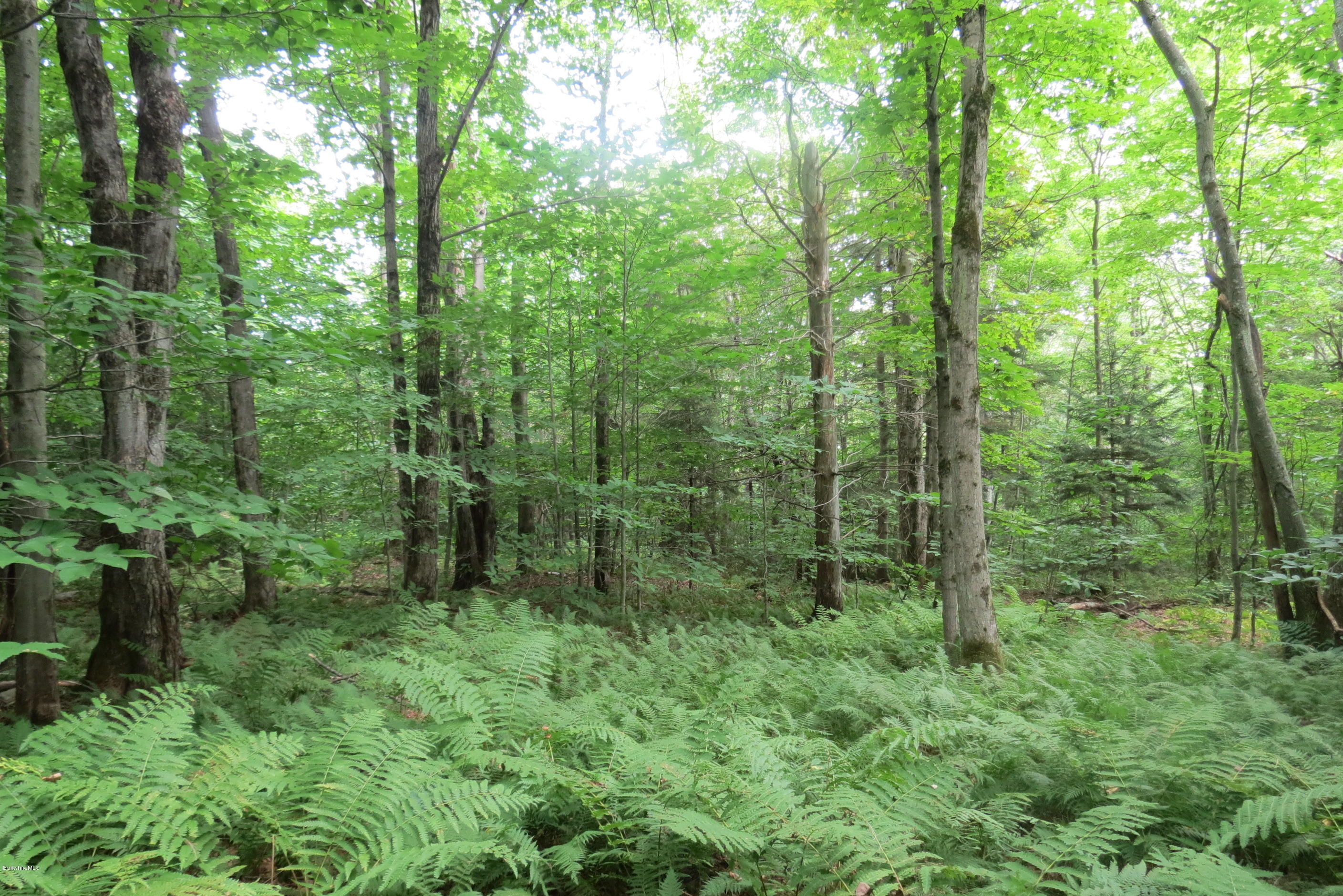 1818-2 County Road Stamford, VT 05352 - Photo 43 of 59 Ferns in the woods