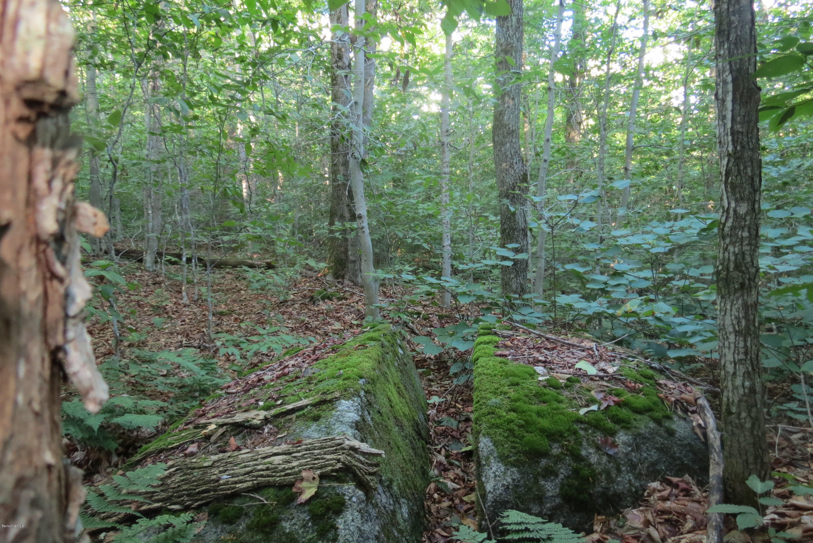 1818-2 County Road Stamford, VT 05352 - Photo 57 of 59 a view of a forest that has large trees