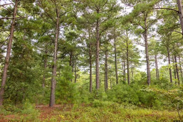 a view of forest