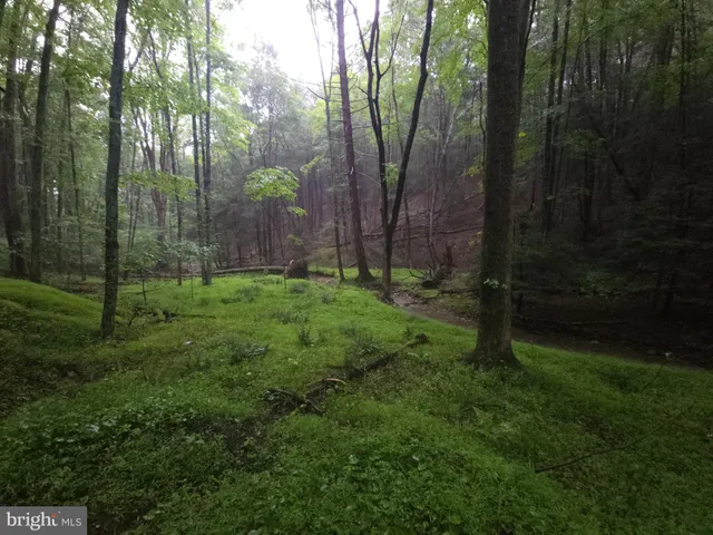 a view of a lush green forest