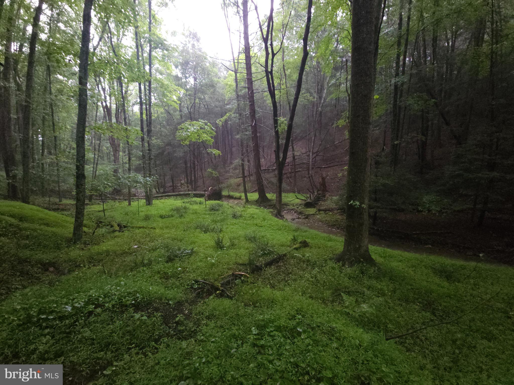 a view of a lush green forest