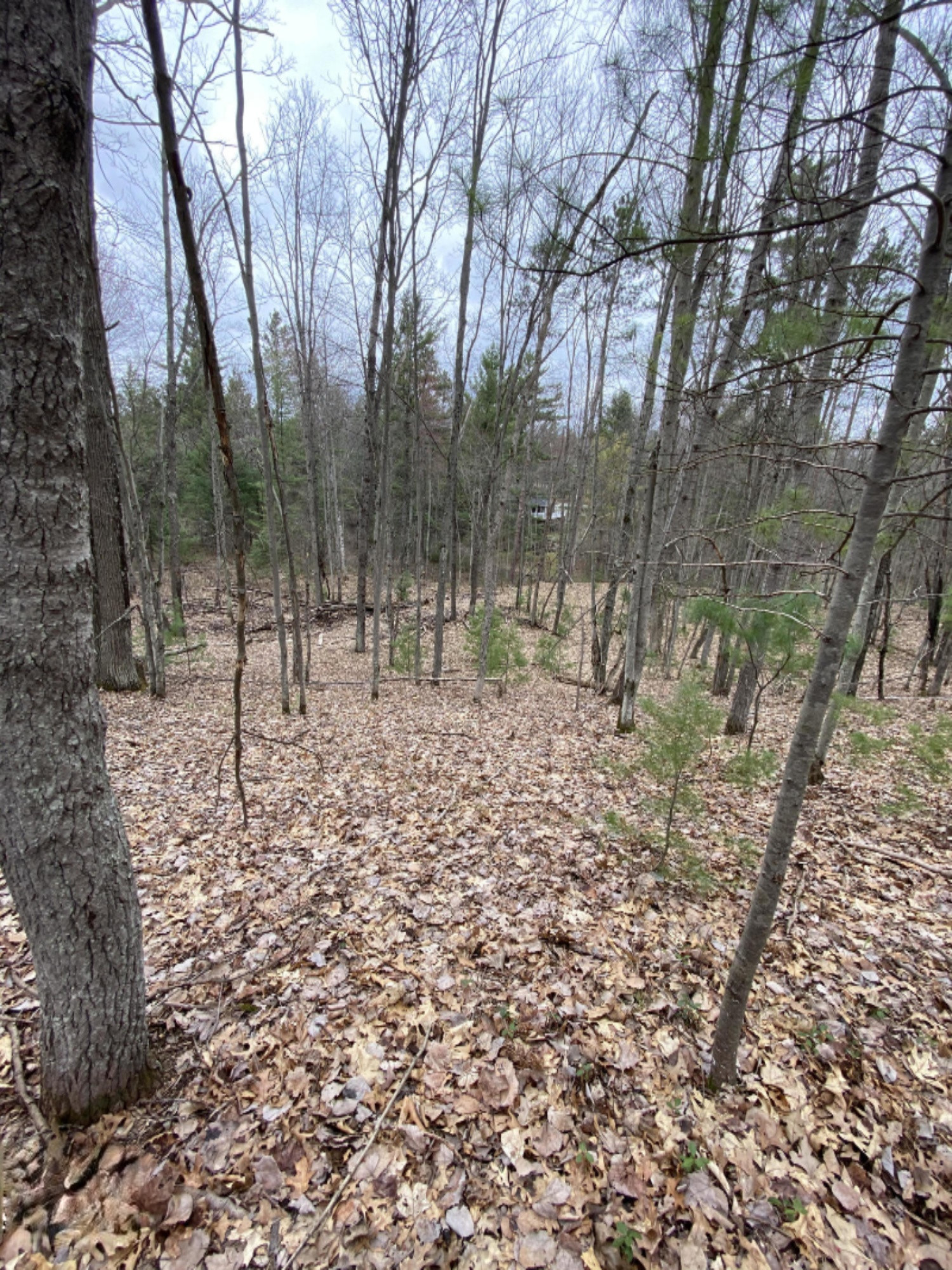 2.16-acres Jacobson Road Manistee, MI 49660 - Photo 3 of 18 IMG_5562