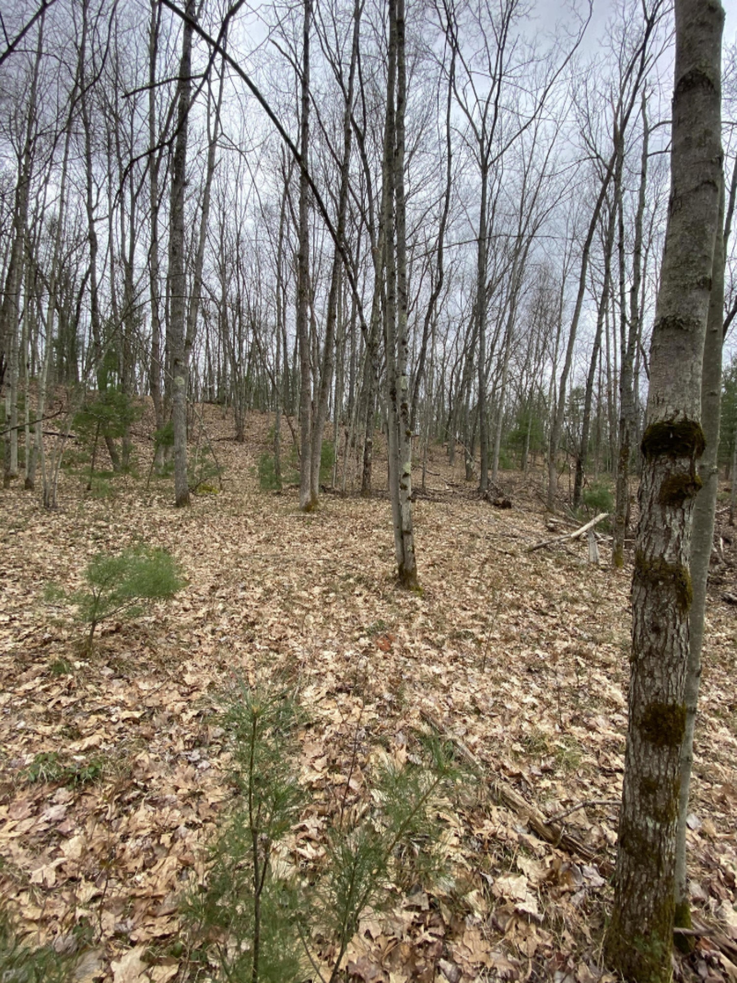 2.16-acres Jacobson Road Manistee, MI 49660 - Photo 8 of 18 IMG_5567