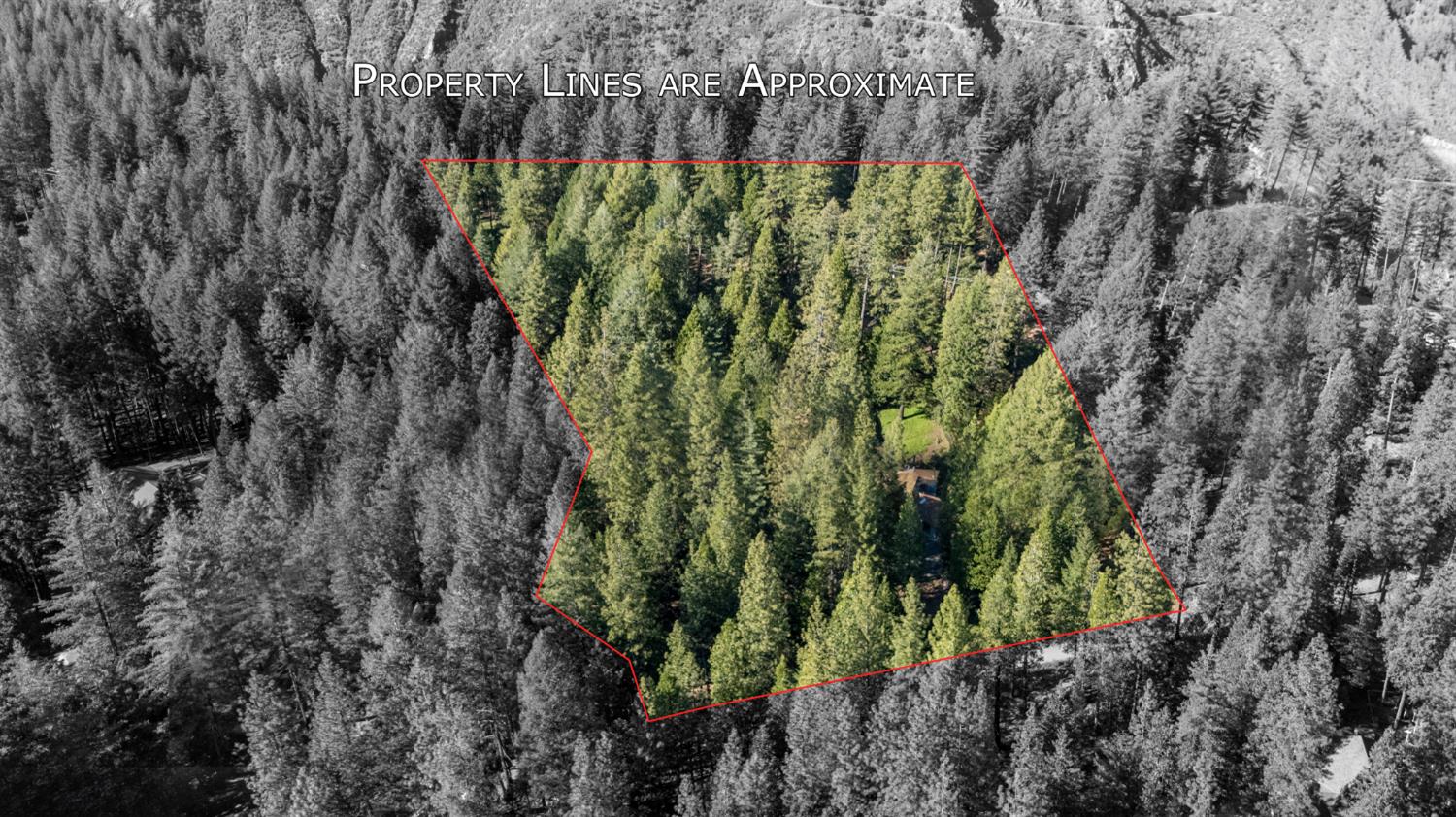 2070 King Of The Mountain Road Pollock Pines, CA 95726 - Photo 45 of 53 a plant with lots of trees