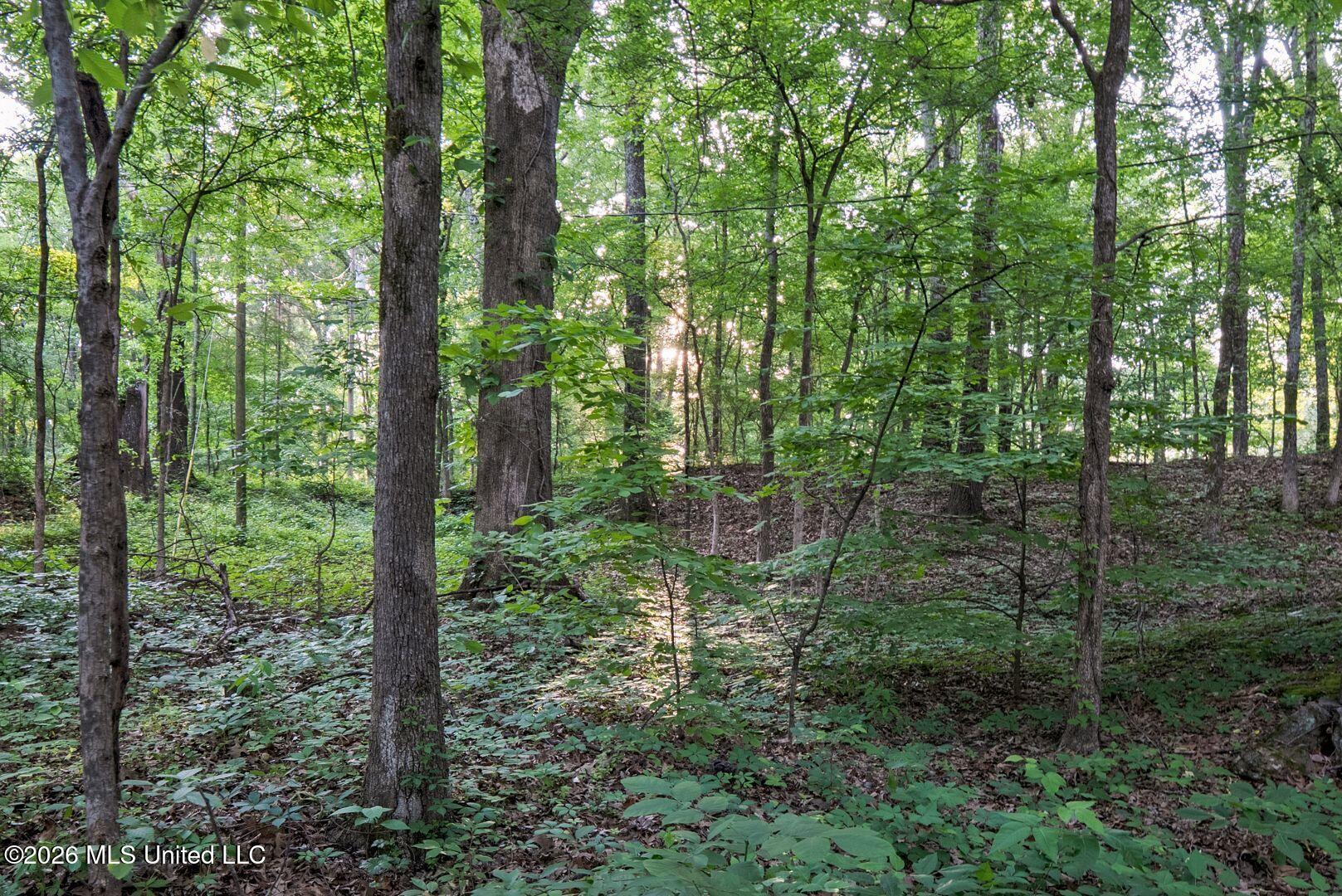 528 Arkabutla Dam Road Coldwater, MS 38618 - Photo 84 of 99 97-ARK_FINAL