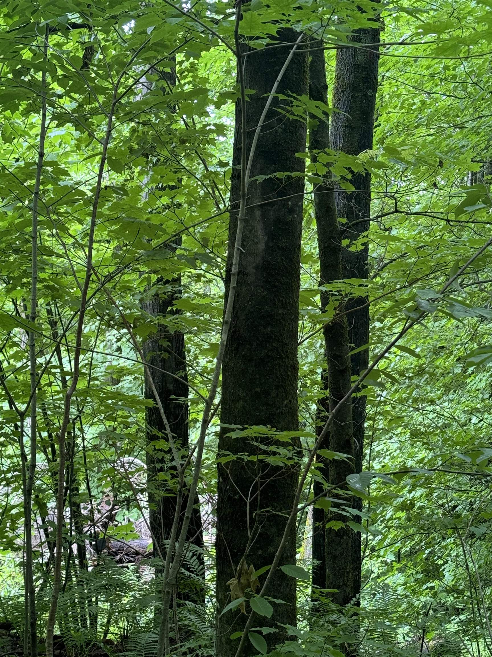 680 Deming Road Enosburg Falls, VT 05450 - Photo 3 of 8