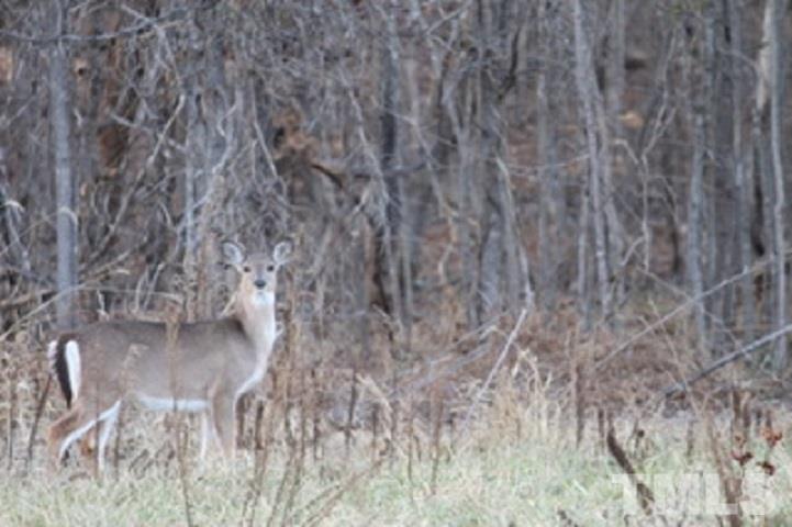 9584 Williamson Road Bullock, NC 27507 - Photo 15 of 15 Gallery Image 15