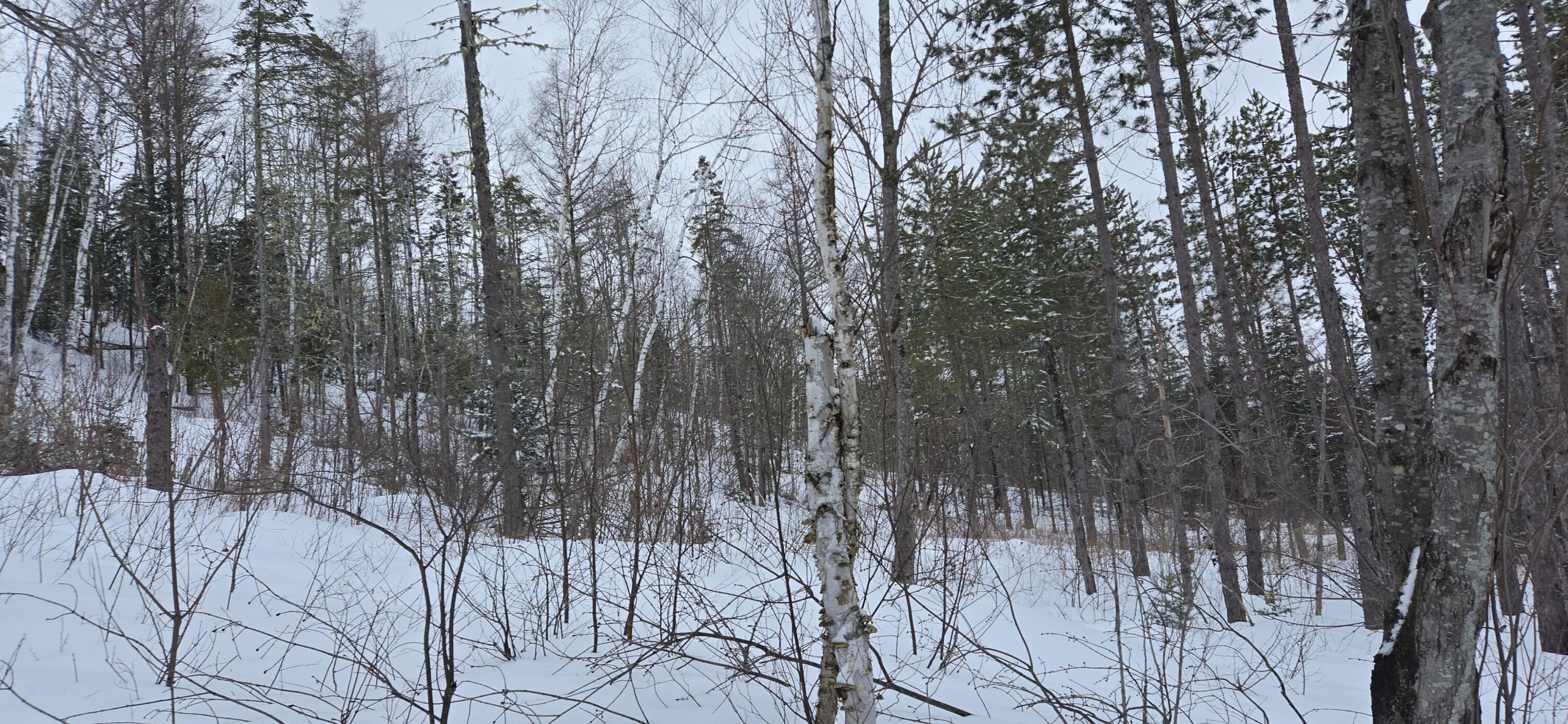 Map31 Map31 Lot12 St. David, ME 04773 - Photo 12 of 35 20260404_142451