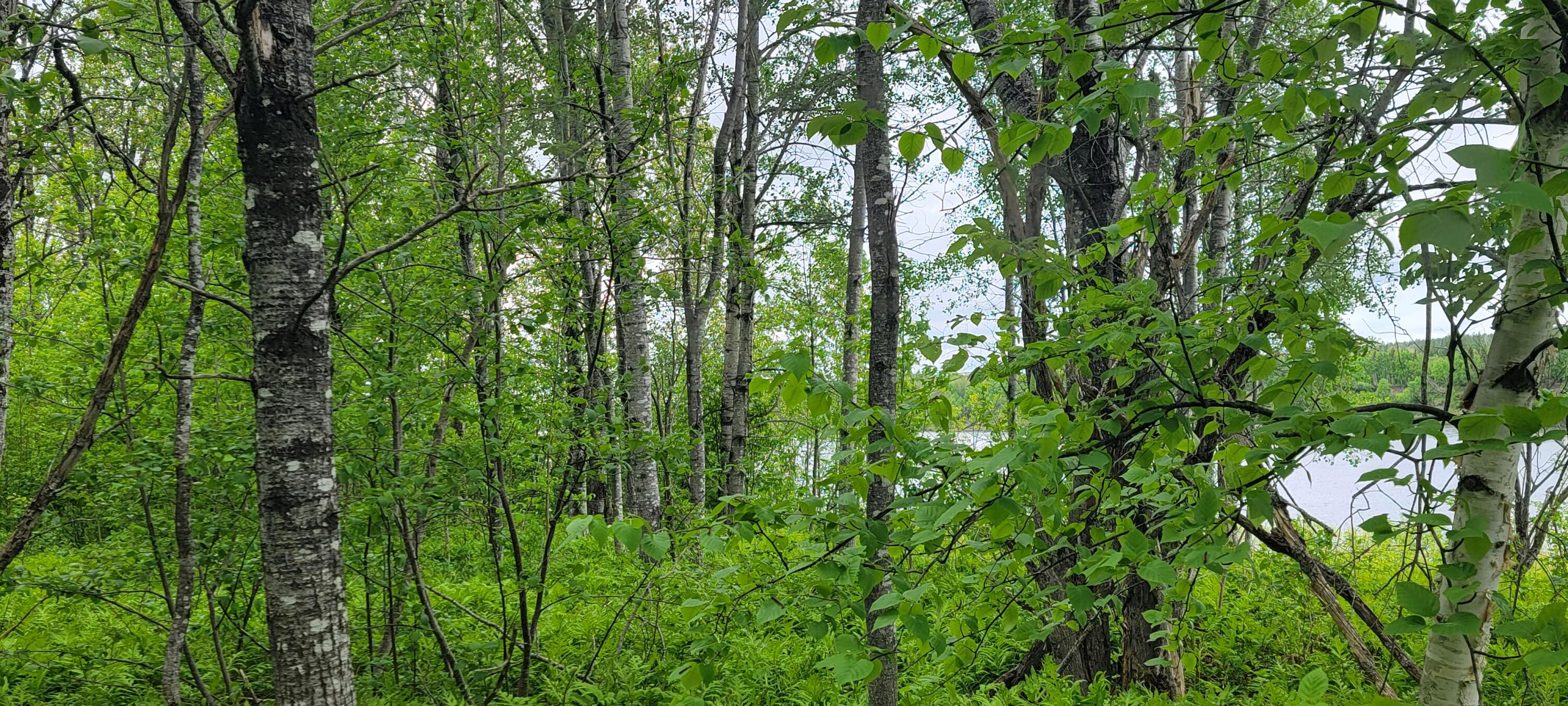 1 Rte Van Buren Me 04785 Route Van Buren, ME 04785 - Photo 18 of 27 Mature trees1/2 L