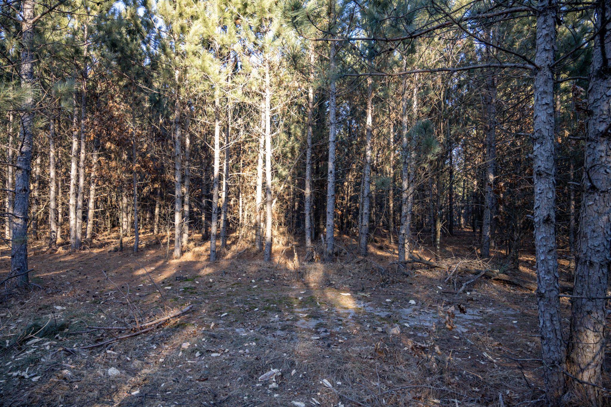 Lot 4 11th Friendship, WI 53934 - Photo 5 of 26