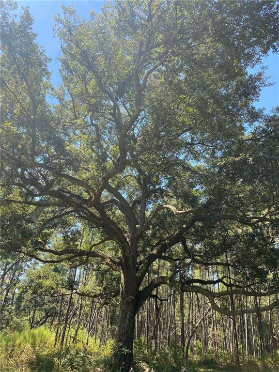 29424 George White Road Holden, LA 70744 - Photo 12 of 15