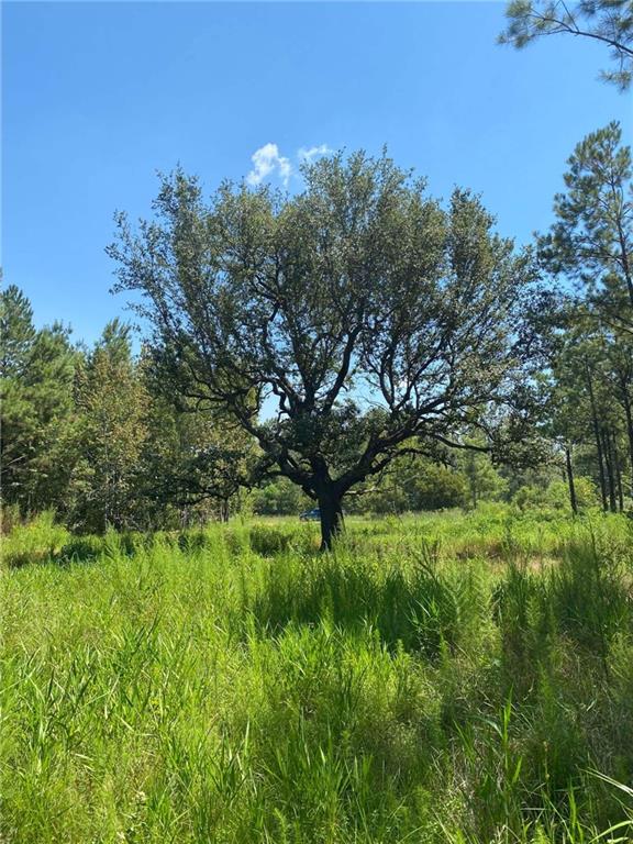 29424 George White Road Holden, LA 70744 - Photo 13 of 15