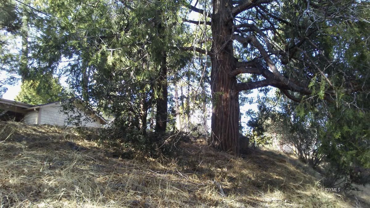 Doubleview Idyllwild, CA 92549 - Photo 2 of 4 a view of a tree in the forest