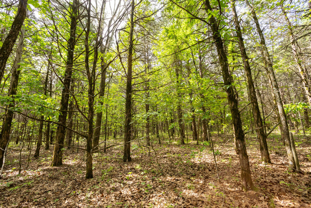 1 Horseshoe Bnd Road Lead Hill, AR 72644 - Photo 43 of 46 Wooded property featuring mature trees, a natural ground covering of fallen leaves, and ample natural light filtering through the canopy