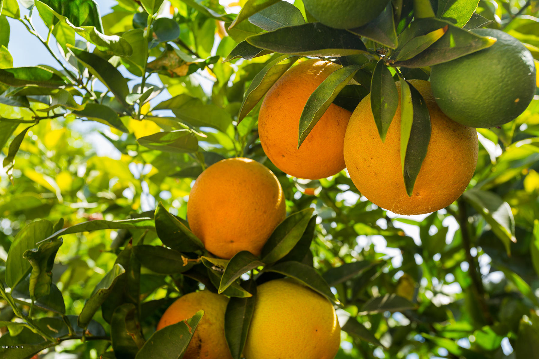 19700 Strathern Street Winnetka, CA 91306 - Photo 22 of 25 a view of a swimming pool