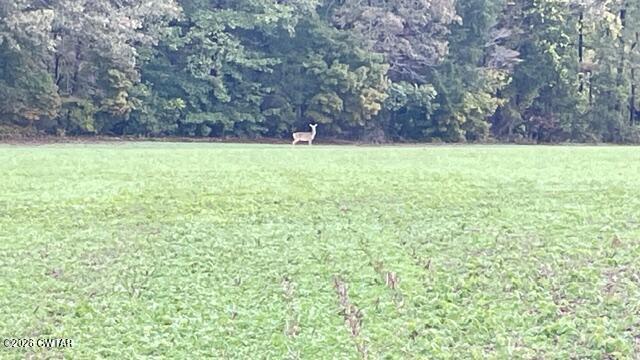 0 Medon Malesus Road Medon, TN 38356 - Photo 15 of 29 IMG_2809