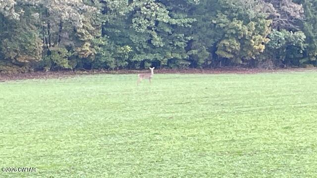 0 Medon Malesus Road Medon, TN 38356 - Photo 16 of 29 IMG_2813