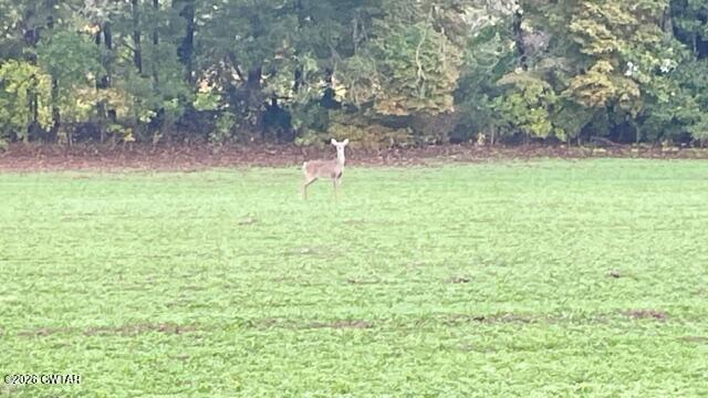0 Medon Malesus Road Medon, TN 38356 - Photo 19 of 29 IMG_2819