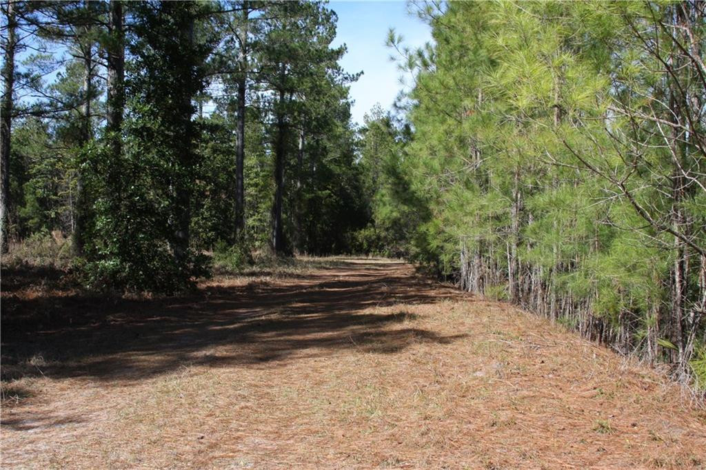 0 Southwest King Swamp Road Southwest Darien, GA 31305 - Photo 5 of 6