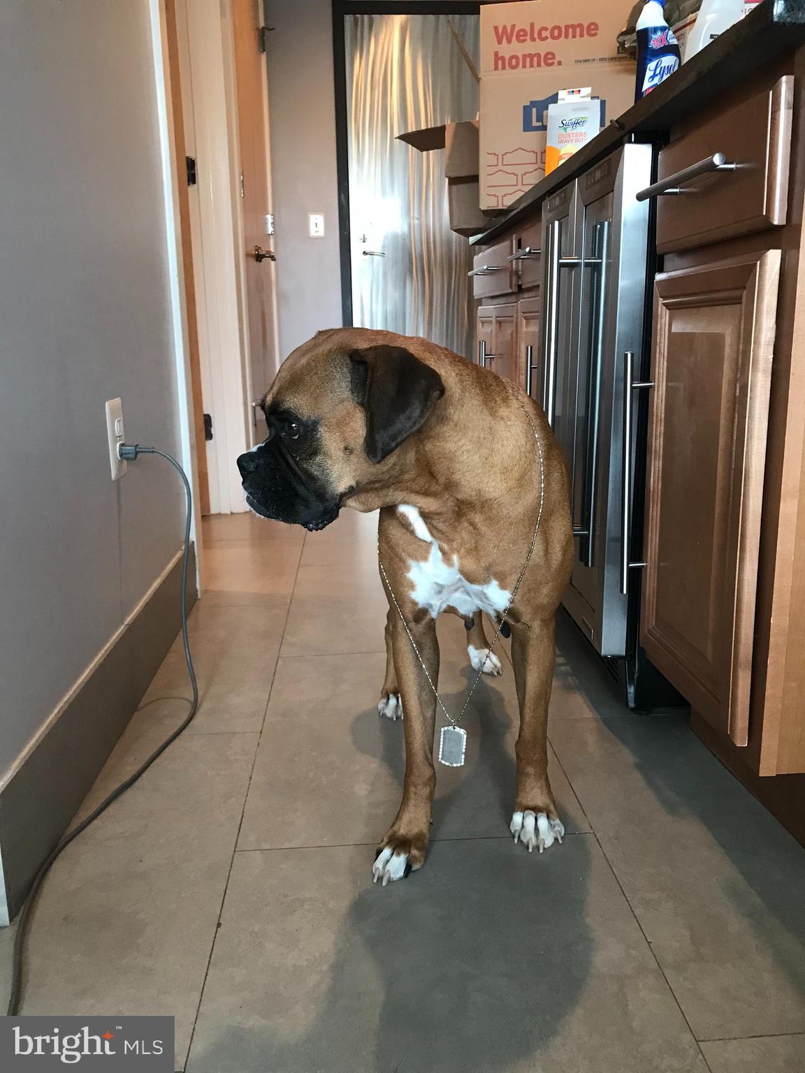 1133 14th Street Northwest, Unit 905 Washington, DC 20005 - Photo 13 of 44 Pet friendly!