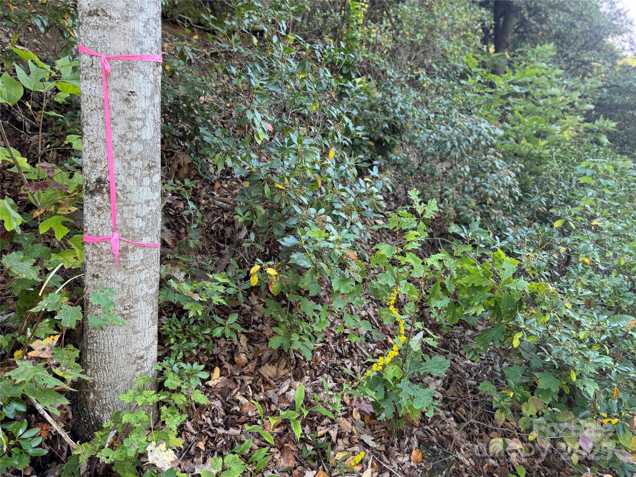 999 Red Oak Forest Road Fairview, NC 28730 - Photo 6 of 9
