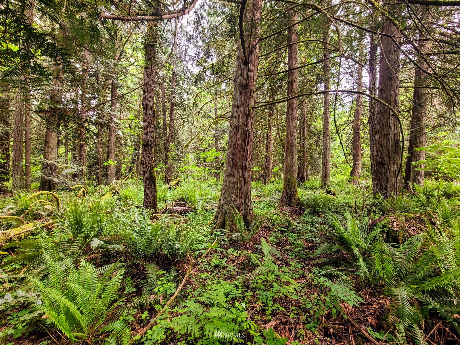 -xxx Tanwax Road South Roy, WA 98580 - Photo 1 of 33 Gallery Image 1