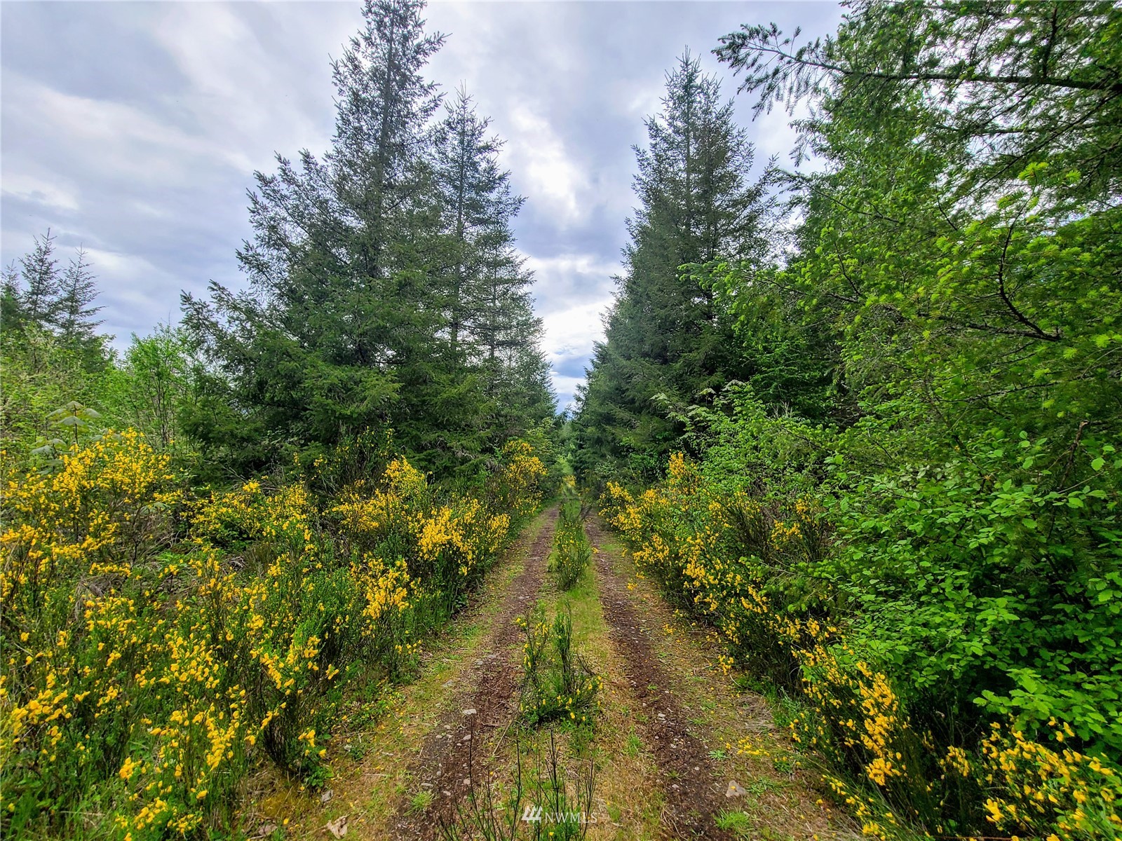 -xxx Tanwax Road South Roy, WA 98580 - Photo 13 of 33 Gallery Image 13