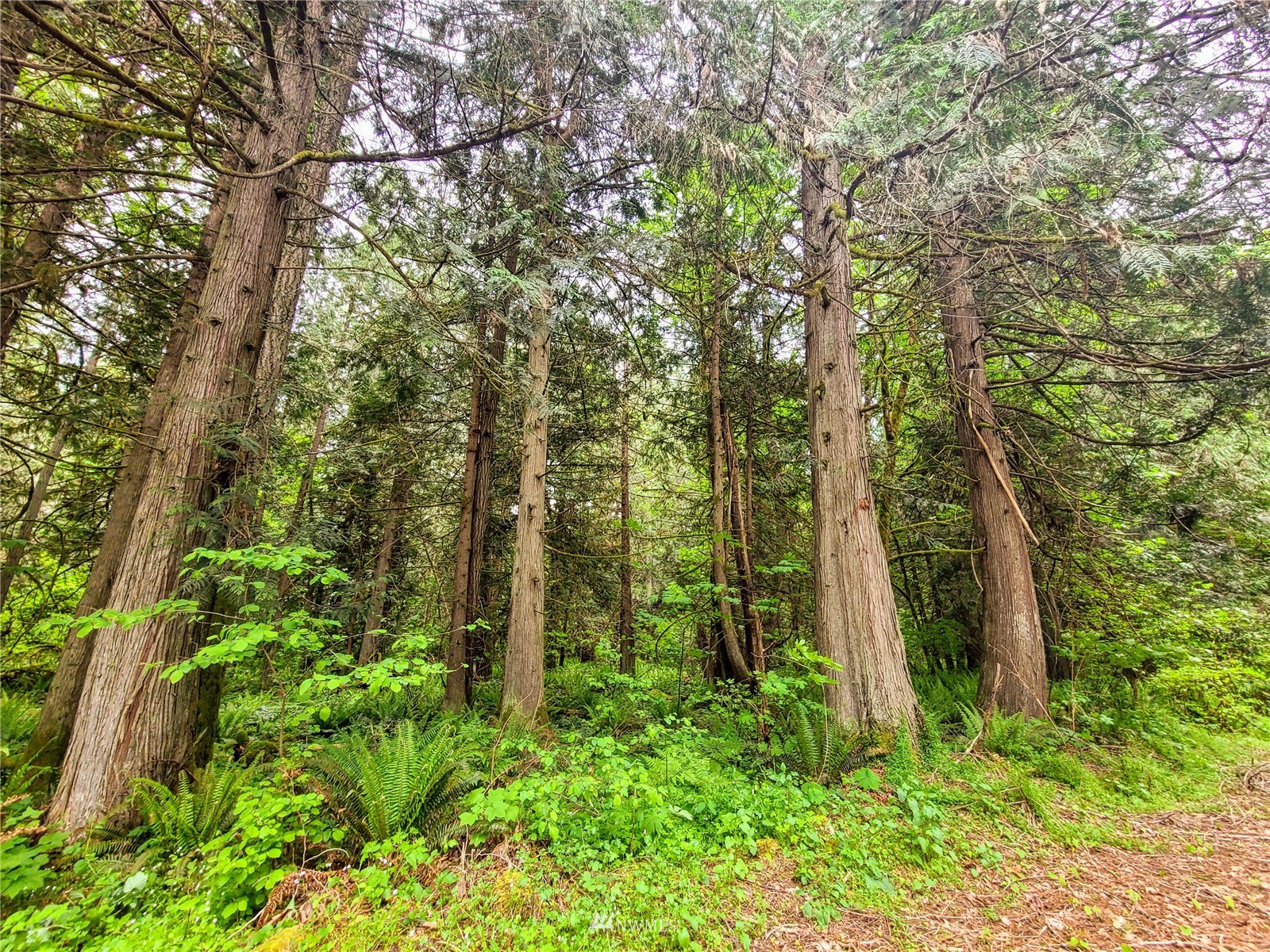 -xxx Tanwax Road South Roy, WA 98580 - Photo 5 of 33 Gallery Image 5