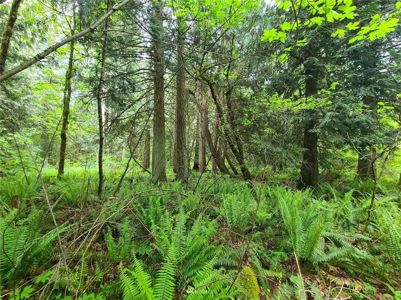 -xxx Tanwax Road South Roy, WA 98580 - Photo 6 of 33 Gallery Image 6