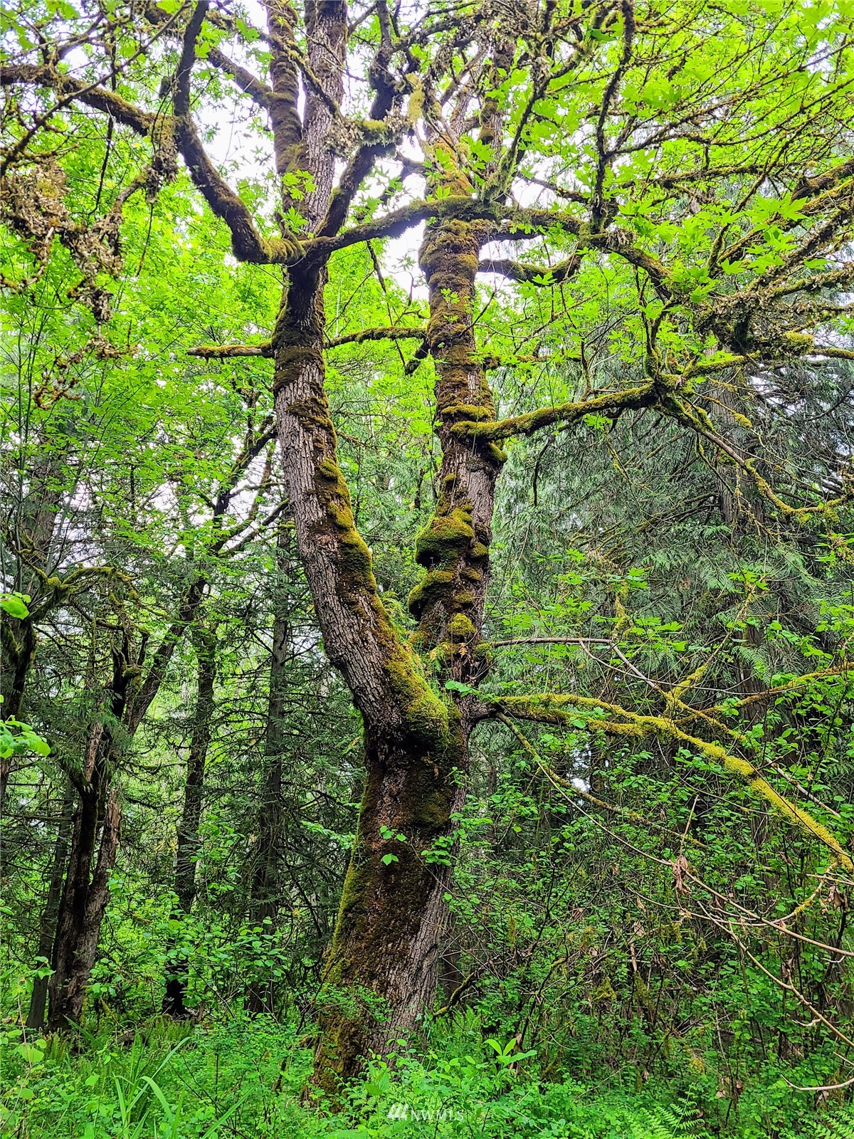 -xxx Tanwax Road South Roy, WA 98580 - Photo 7 of 33 Gallery Image 7