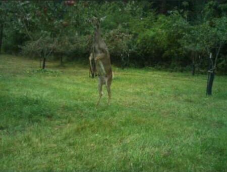 52402 Oak Plains Road Marcellus, MI 49067 - Photo 59 of 59 Doe Eating Apples