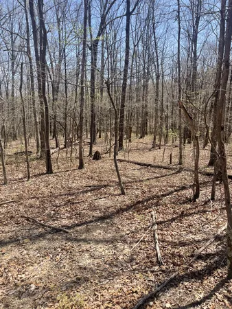 a view of a yard with trees