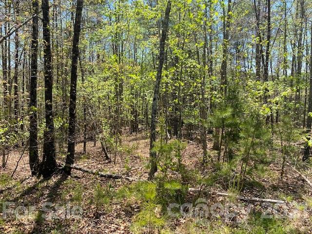 0 South Cross Creek Trail Mill Spring, Unit 31 Mill Spring, NC 28756 - Photo 8 of 11 a view of a yard with plants and trees