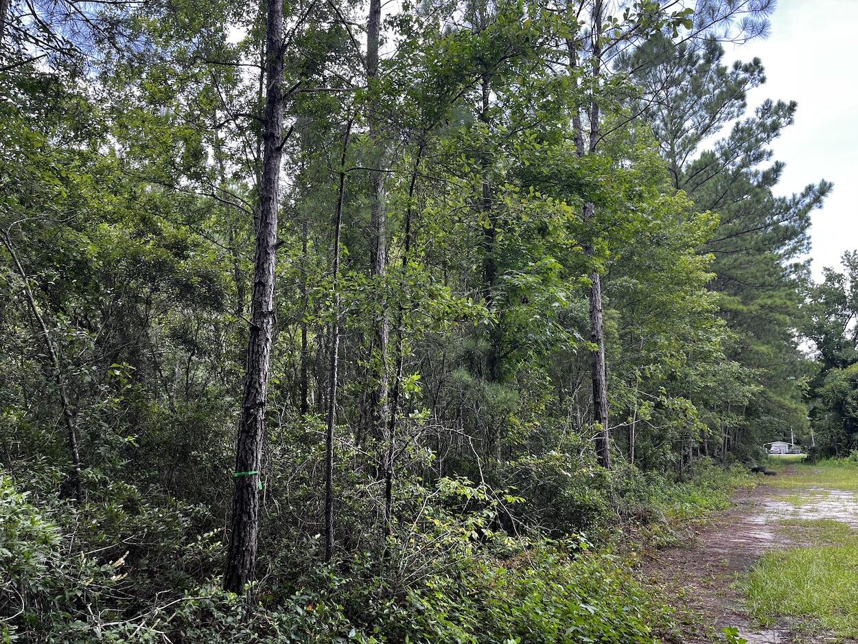 0 Austin Drive Walterboro, SC 29488 - Photo 4 of 4 IMG_7238