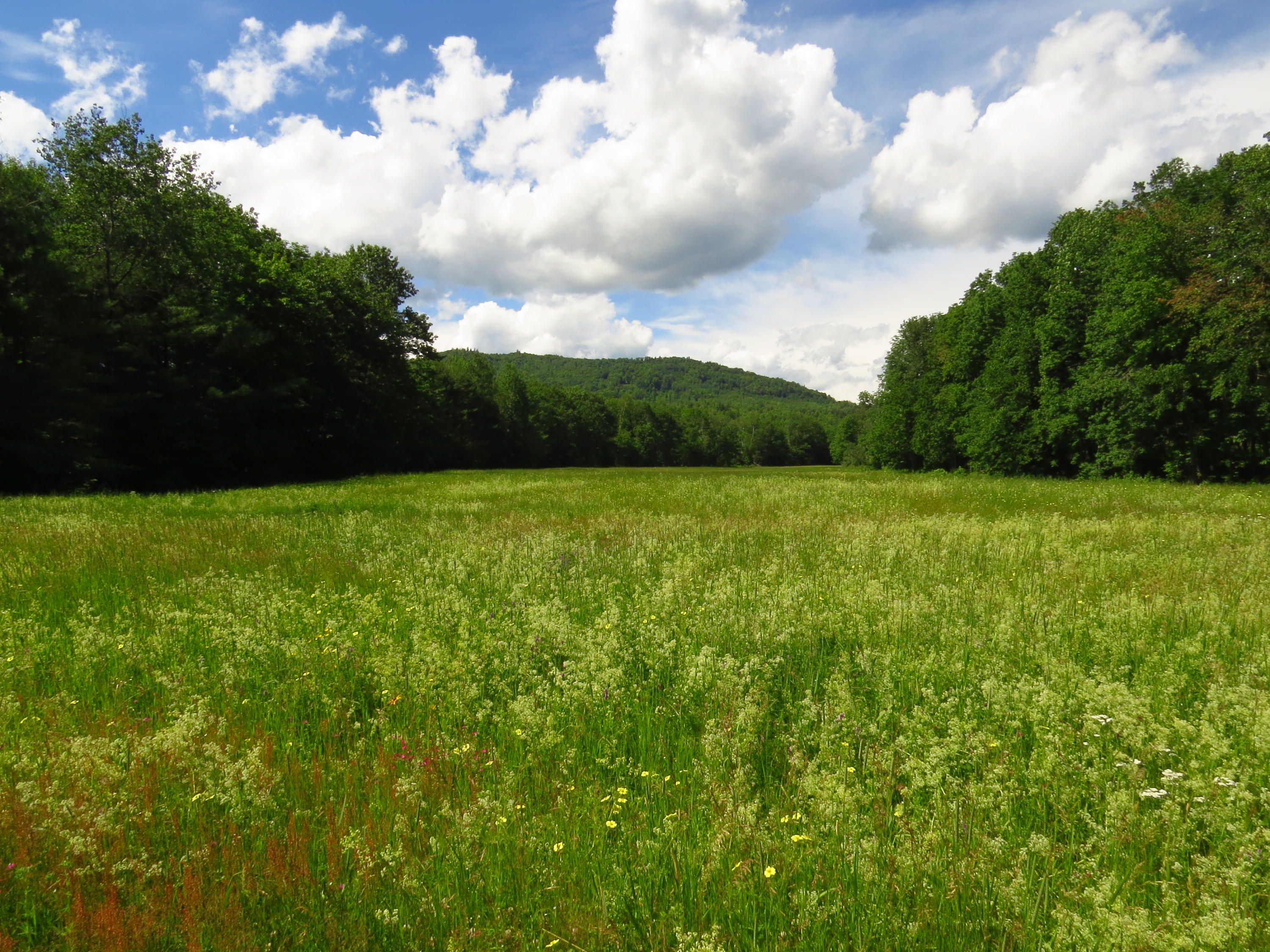 421 Roxbury Road Mexico, ME 04257 - Photo 33 of 40 fields summer