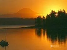 a view of a swimming pool with a big yard and large trees
