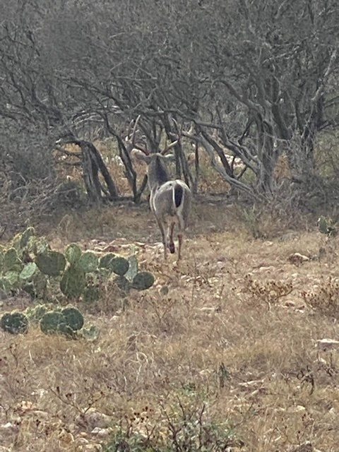 11943 Cr 310 Rocksprings Tx 78880 Rocksprings, TX 78880 - Photo 18 of 61 a view of a yard with a tree