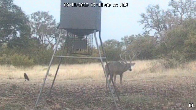 11943 Cr 310 Rocksprings Tx 78880 Rocksprings, TX 78880 - Photo 21 of 61