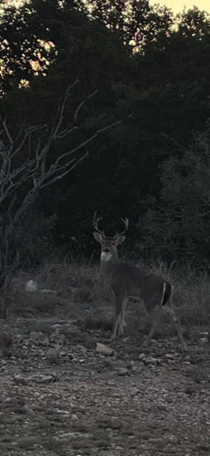 11943 Cr 310 Rocksprings Tx 78880 Rocksprings, TX 78880 - Photo 22 of 61