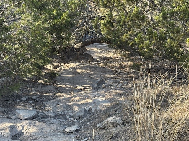 11943 Cr 310 Rocksprings Tx 78880 Rocksprings, TX 78880 - Photo 51 of 61 a view of tree