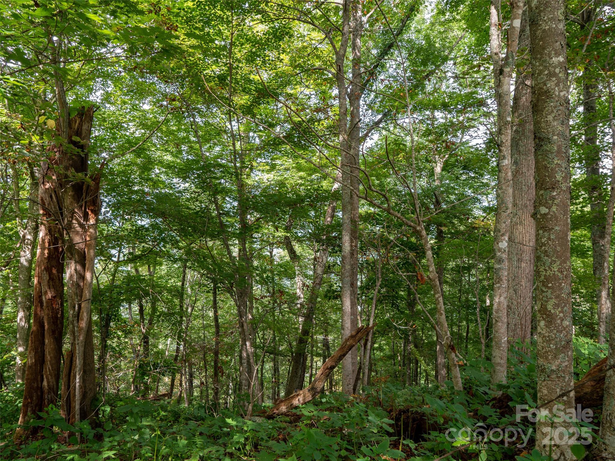 0 Grace Ridge Road, Unit 1922 Bakersville, NC 28705 - Photo 11 of 13 a view of forest